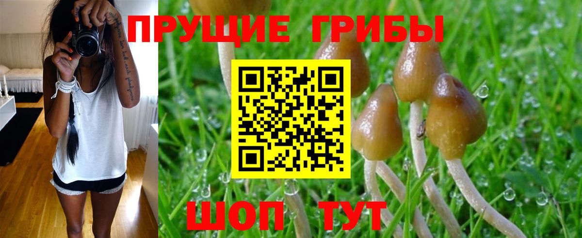 Галлюциногенные грибы Psilocybe Бахчисарай